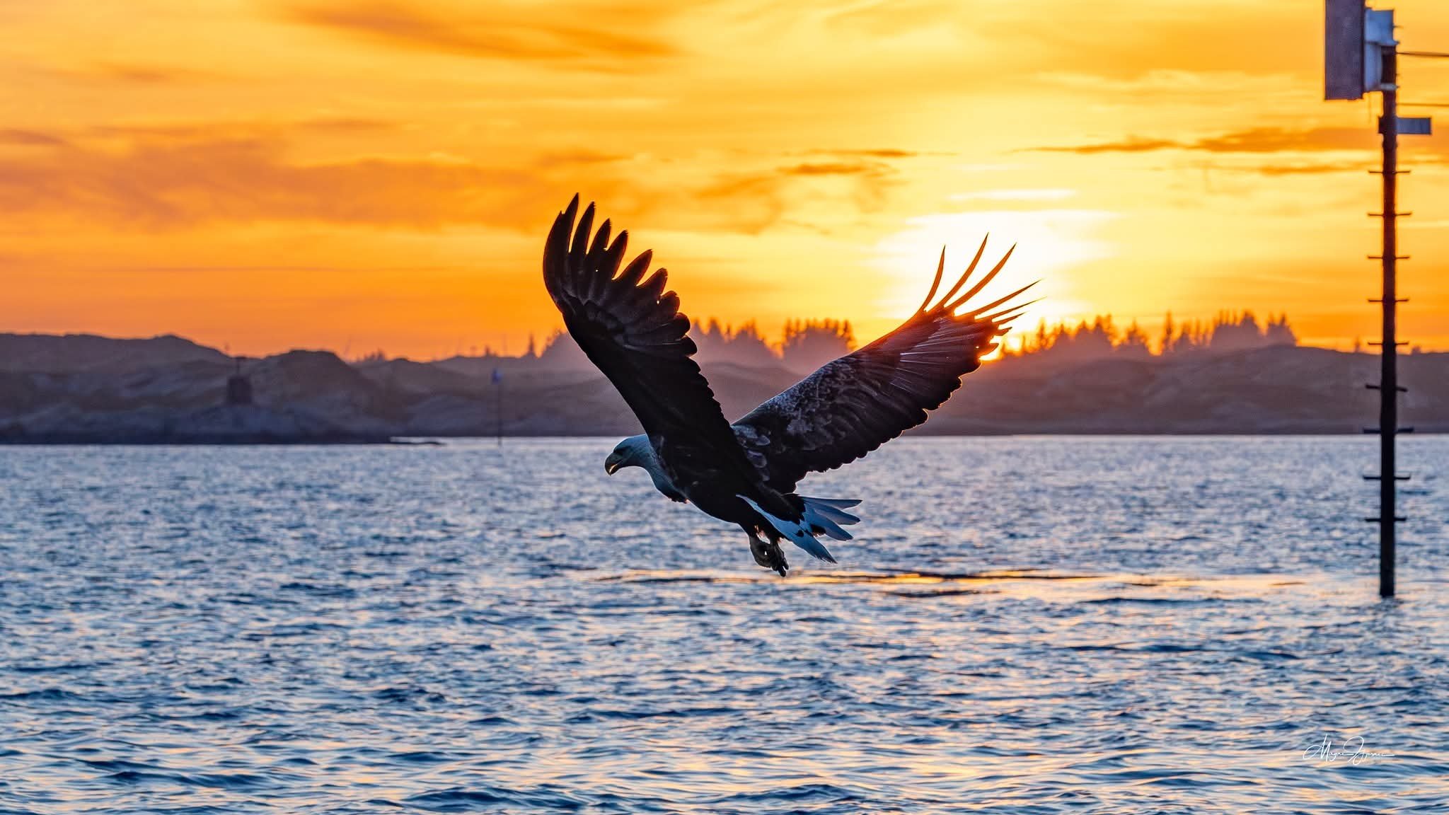 Seeadler im Abendlicht
