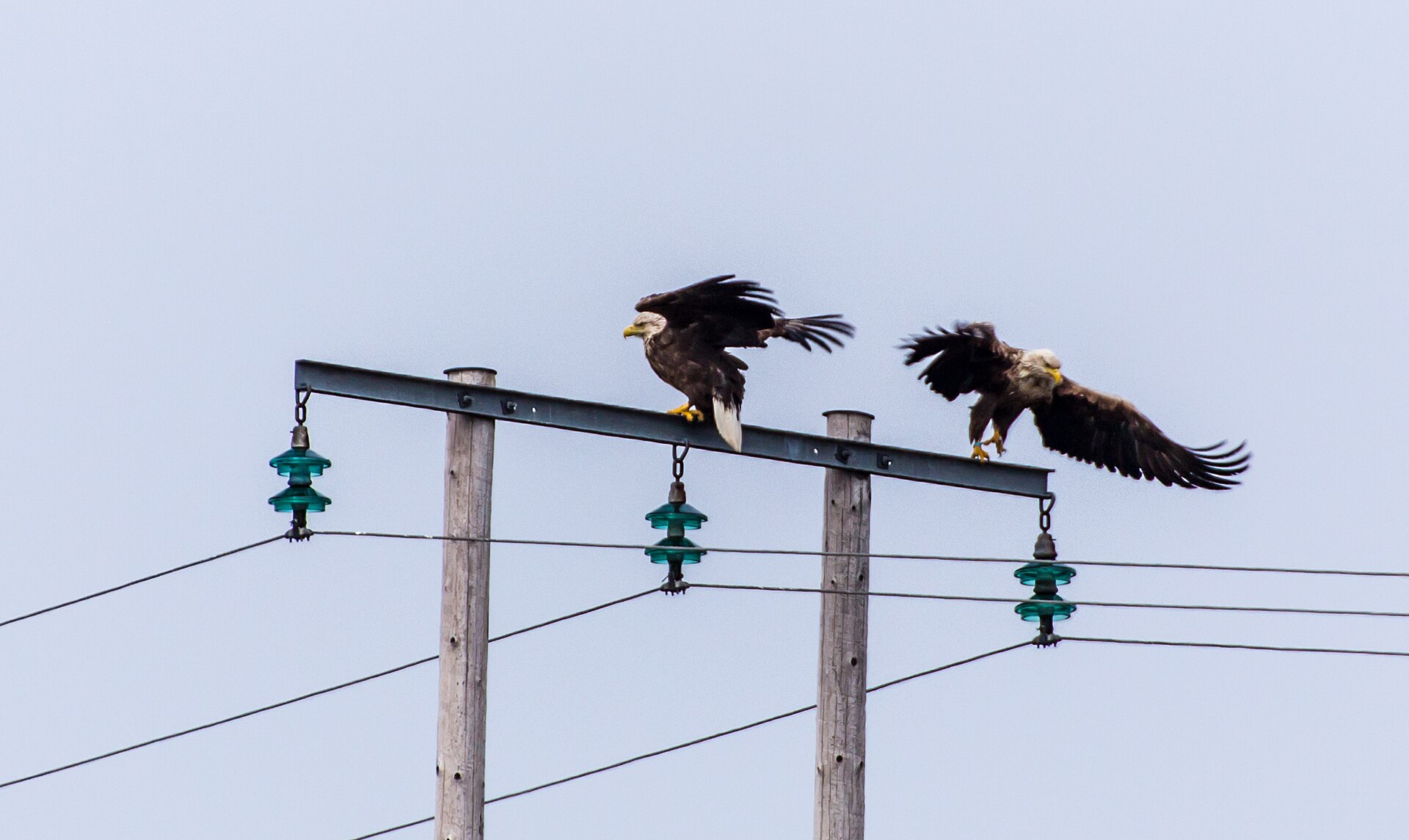 Seeadler über Smøla
